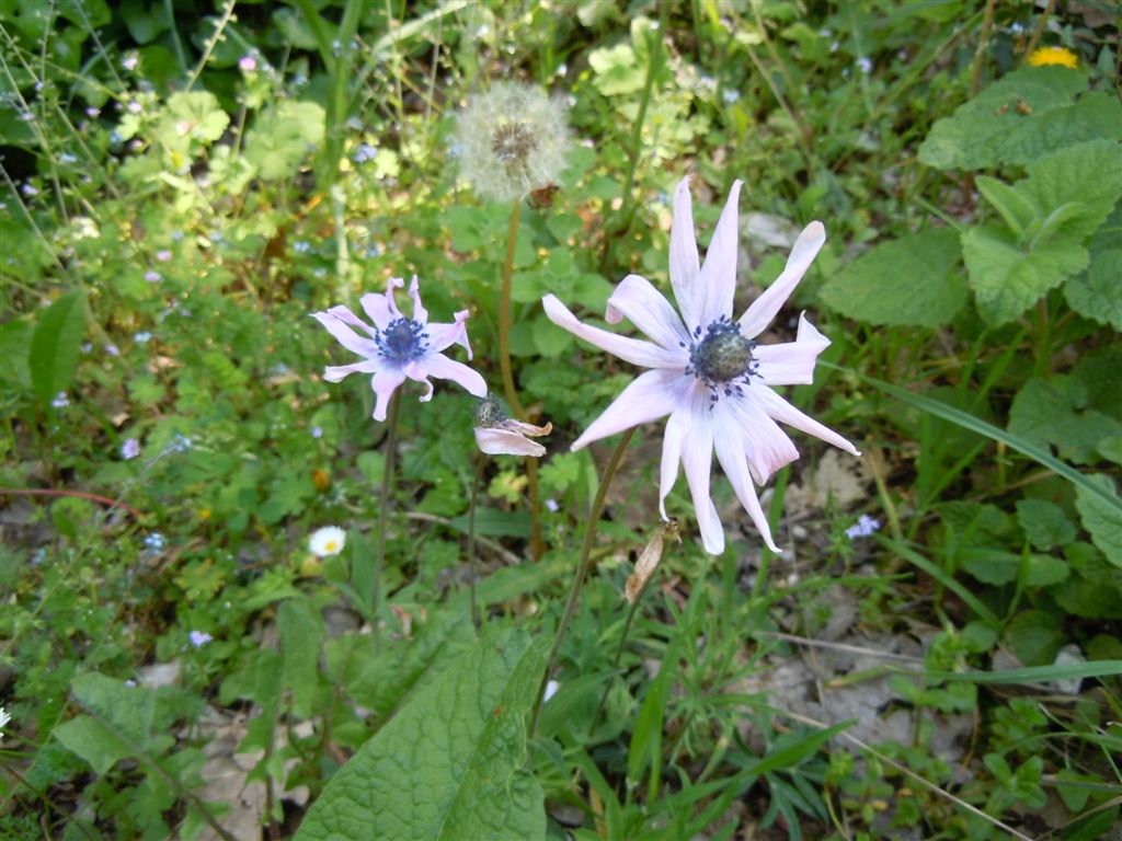 Anemone hortensis